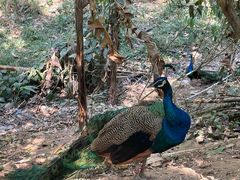 -西双版纳原始森林公园