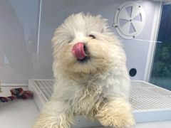 -翊宠yipet猫狗购宠庄园犬舍•猫舍