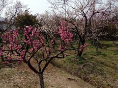 -林屋梅海青梅保护基地