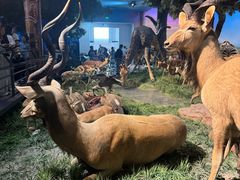 -国家自然博物馆