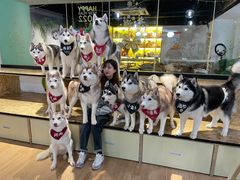 -Husky Go! 哈士奇体验馆·宠物咖啡厅狗咖
