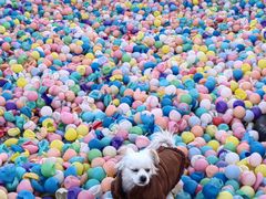 -宠乐会宠物乐园