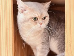 -Let's go狗咖·猫咖·奶狗·桌游(春熙路IFS店)