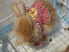 -怪兽屋·羊驼·猫咖·狗咖(俊华广场店)