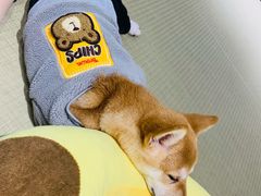 -逗柴咖啡屋·狗咖猫咖宠物桌游