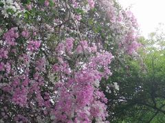 -深圳国际园林花卉博览园