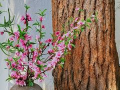 -云里小坐·小院里·团建·宴请·下午茶(三圣乡店)