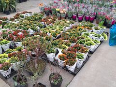 -龙大花卉苗木市场