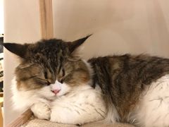 -More Fun猫咖 二十只万元加菲主题