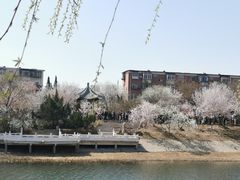-桃花堤公园