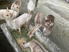 -贵州森林野生动物园