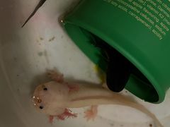 -青石桥花鸟鱼虫市场(叠翠城店)