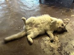 -猫猫幼稚园·撸猫·桌游·电玩