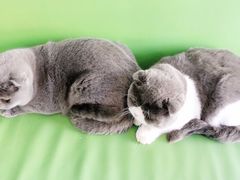 -美迦爱-牙专科·兔科·骨科诊疗中心(北苑店)