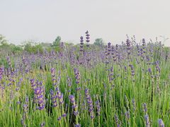 -大塘金香草谷