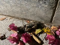-东平国家森林公园