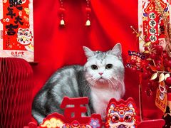 -宠小格时尚宠物生活馆(唐镇店)