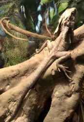 -Zoolung Zoolung动物主题公园(海信广场店)