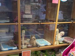 -FAELING PETS美天灵宠物(富力广场店)