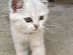 -艾贝尔宠物医院·24H转诊中心·肿瘤猫专科(江宁双龙店)