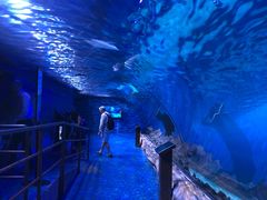 -迪拜水族馆及水下动物园