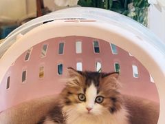 -momokira米努特·德文卷毛猫·棉花面纱犬