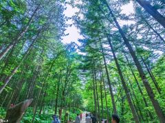 -洛阳白云山景区