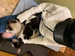 -猫色咖啡·猫咖