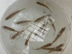 -顺兴老茶馆·精品川菜(世纪城店)