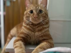 -瑞派宠物医院·犬猫全科·猫友好(宾水西道店)