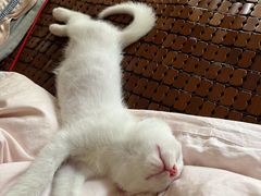 -灵美宠物诊所