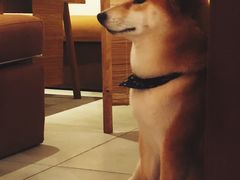 -柴务处·柴犬主题狗咖