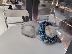 -怪兽屋·羊驼·猫咖·狗咖(俊华广场店)