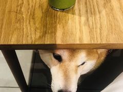 -柴务处·柴犬主题狗咖