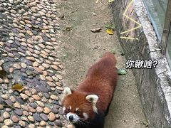-深圳野生动物园