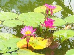-莲花池公园