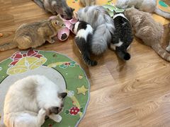 -COLOR PETS 撸猫馆·购猫·猫咖(长风大悦城店)