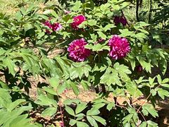 -北京西山国家森林公园