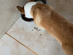 -邢大夫动物医院