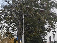 -品意德北京烤鸭(公园道1号店)