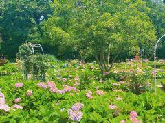 -上海共青森林公园