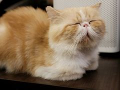 -more than meow吴止猫主题餐厅(承德 中船汇店)