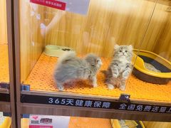 -欣宠猫屋·矮脚拿破仑·蓝金金渐层