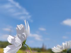 -花开海上生态园