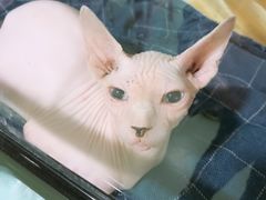 -藦茜花园宠物主题亲子互动体验馆(国顺东路店)