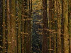 -山王坪喀斯特国家生态公园