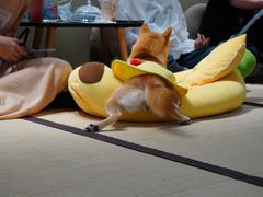 -逗柴咖啡屋·狗咖猫咖宠物桌游