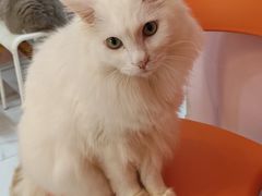 -我爱猫咪·猫咖·狗咖·安哥拉兔·羊驼咖(小寨华旗店)