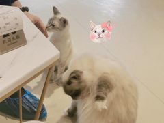 -藏猫猫咖啡主题馆(中央大道店)