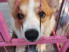 -汪说·狗咖(旺城大厦店)